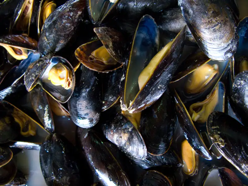 A photograph of live mussels. Some are open and you can see the mussel inside the shell.