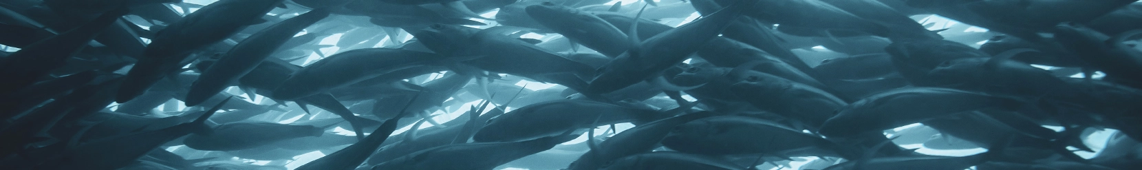 A close up photograph of a school of fish.