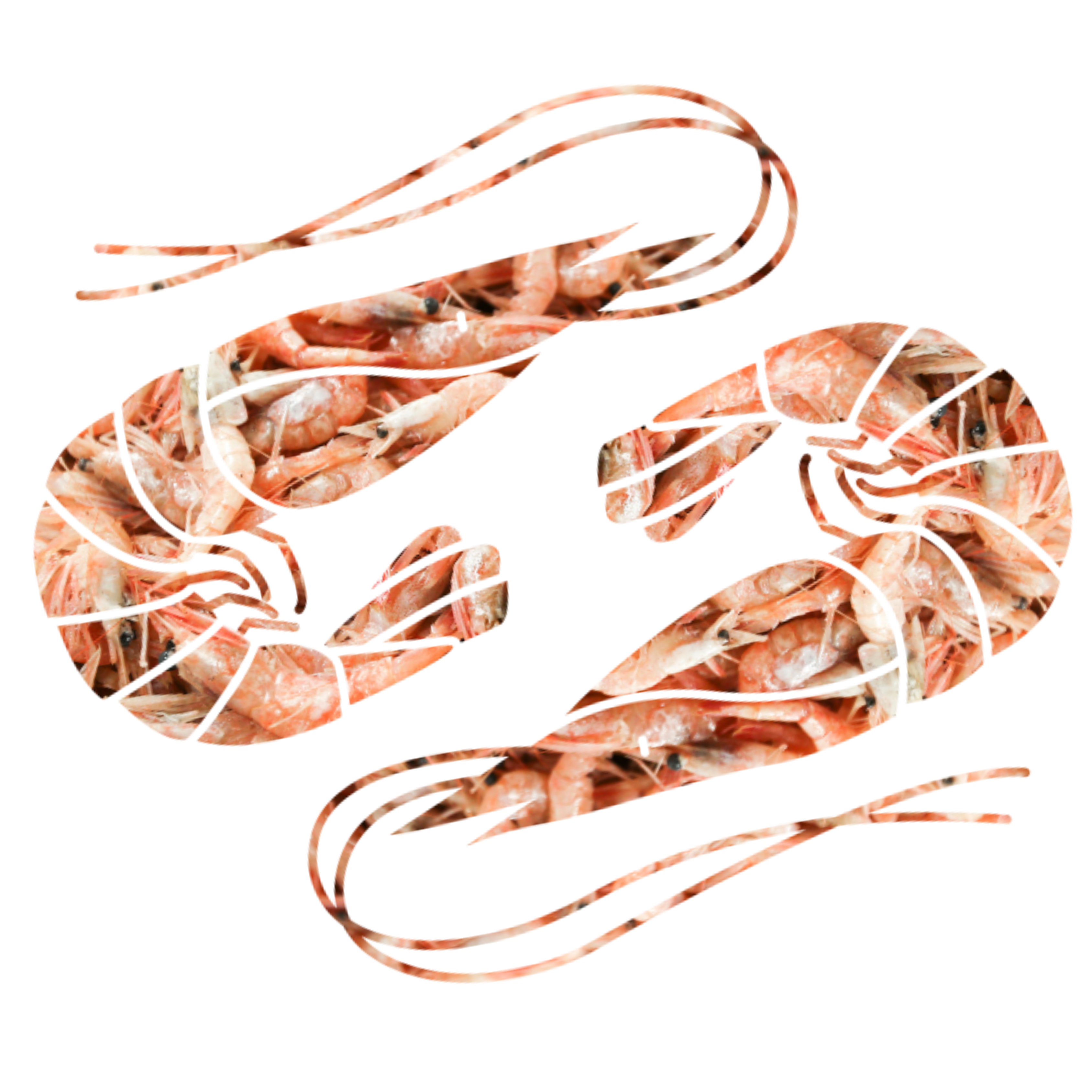 Coldwater shrimp icon
